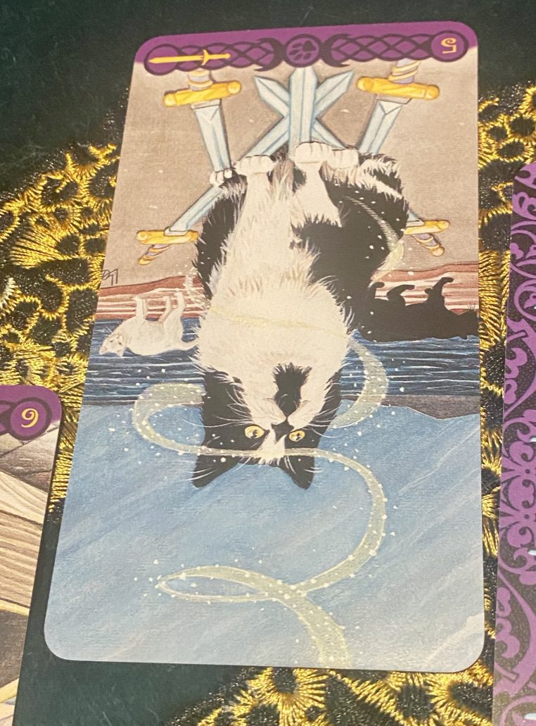 A black and white cat sits his big bottom on five swords that lay flat on the ground. A black cat and a white cat slink off in opposite directions. The Five of Swords card from the Tarot of Pagan Cats